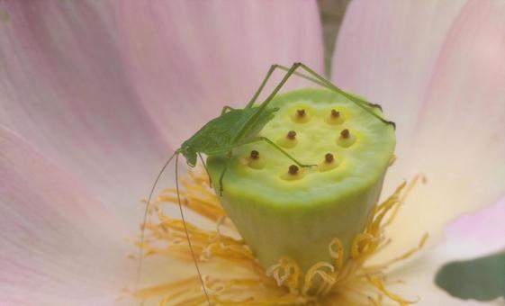 Lotus and grasshopper, JPG