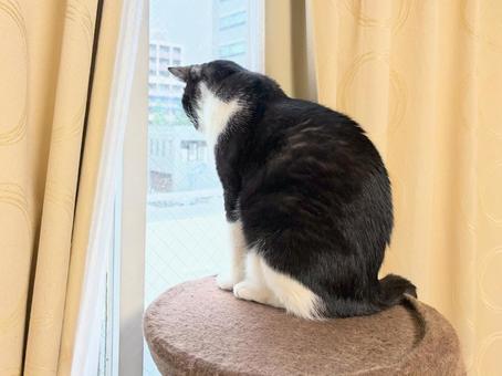 キャットタワーから外を見る後ろ姿の猫 外を眺める,猫,白黒の写真素材