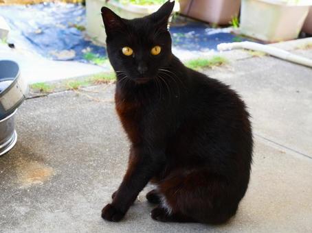 黒猫.2 黒猫.2 黒猫,猫,野良猫の写真素材
