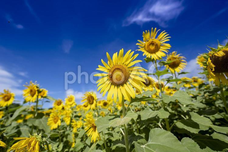 青空と風に揺れる向日葵 向日葵,ヒマワリ,夏の花の写真素材