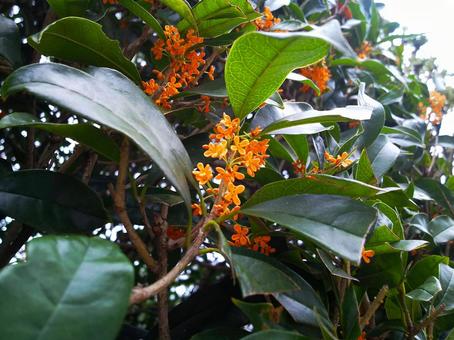 キンモクセイ キンモクセイ 金木犀,オレンジの花,香りの写真素材