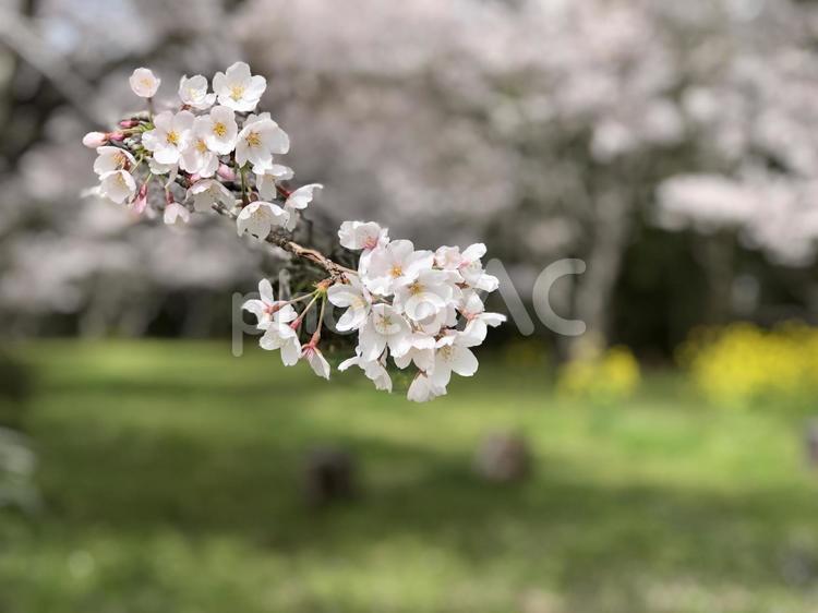 桜の木 桜,さくら,桜の木の写真素材