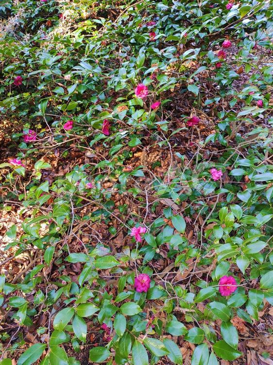 椿の垣根 椿,木,花の写真素材