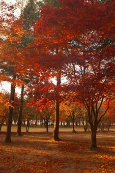 紅葉 秋,紅葉,赤の写真素材