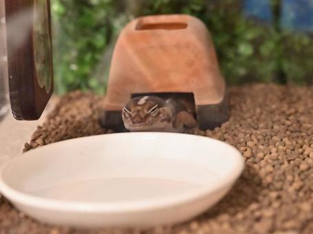 寝起きで眠そうなニシアフリカトカゲモドキ 寝起きで眠そうなニシアフリカトカゲモドキの写真
