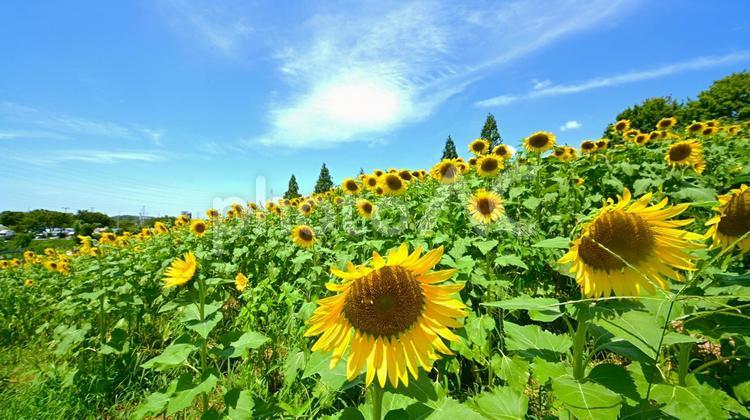 青空とひまわり畑　 ひまわり,向日葵,花の写真素材
