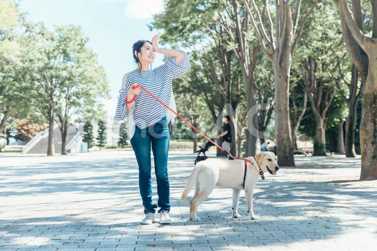 犬の散歩をする女性 飼い主,愛犬家,犬好きの写真素材