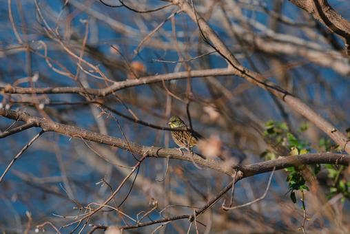 木の枝に止まって辺りを見回すアオジ アオジ,冬鳥,野鳥の写真素材