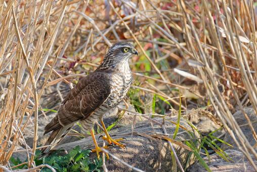 河原の石に留まるハイタカ幼鳥 ハイタカ,鷂,灰鷹の写真素材