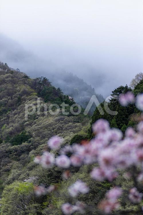 奥多摩の桜と朝靄のかかった山 山,朝靄,桜の写真素材