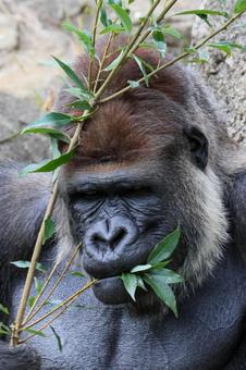 ニシゴリラの写真