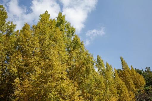 植物 メタセコイア 植物,針葉樹,メタセコイアの写真素材