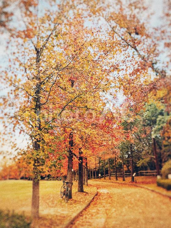 赤と黄色の紅葉並木道 秋,葉,木の写真素材