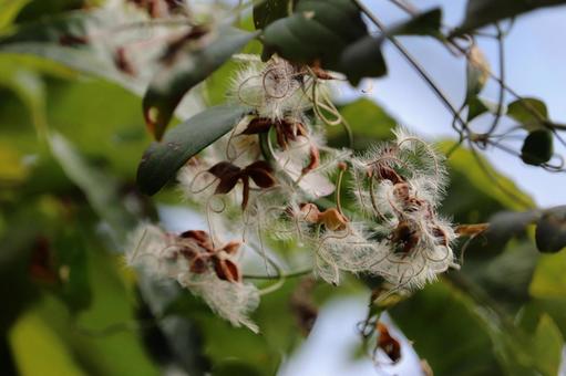 センニンソウ センニンソウ,仙人草,ウマクワズの写真素材