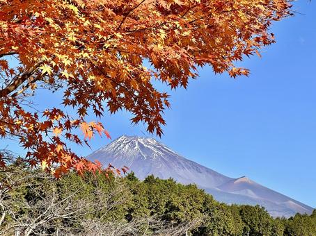 黄葉と富士山 富士山,紅葉,秋の写真素材