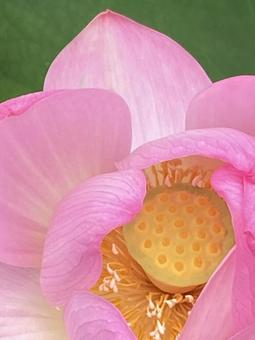 ステキなピンク色のハスの花 ステキなピンク色のハスの花 の写真