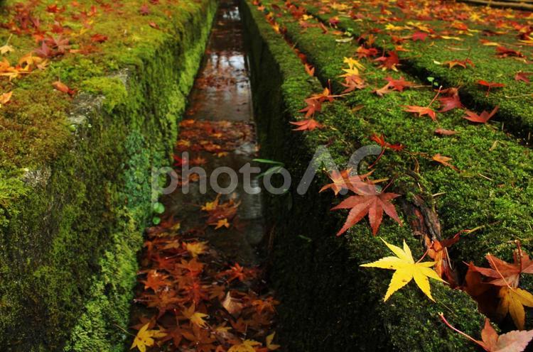 紅葉の落ち葉と苔生した溝です 紅葉,秋,落ち葉の写真素材