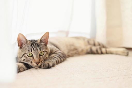 Brown tabby cat, JPG