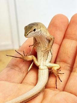 手のひらでくつろぐ　二ホンカナヘビ 二ホンカナヘビ,カナヘビ科,トカゲの写真素材