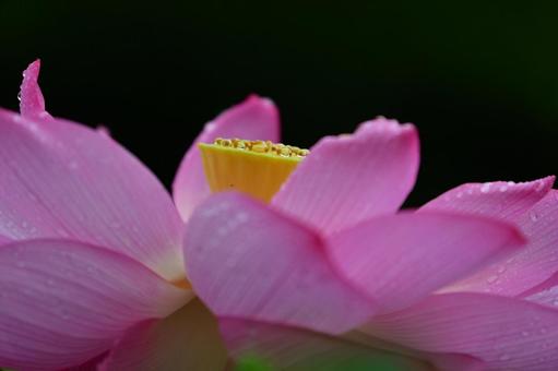 真横から見た蓮の花 真横から見た蓮の花の写真