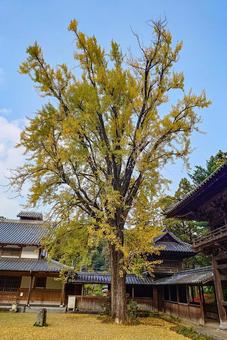 天祐寺の大イチョウ 大イチョウ,紅葉,木の写真素材