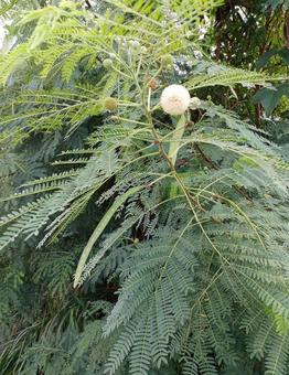 ギンネム ギンネム,ギンゴウカン,銀合歓の写真素材