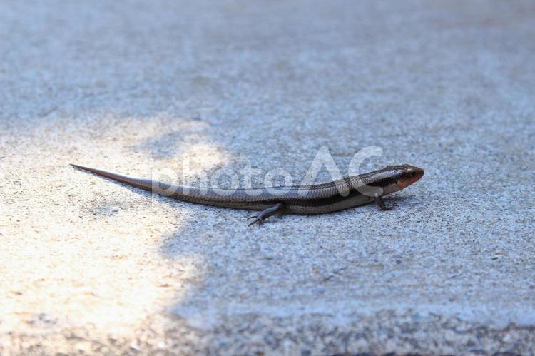 トカゲが暑い日差しにも負けず活動中 トカゲ,生物,動物の写真素材