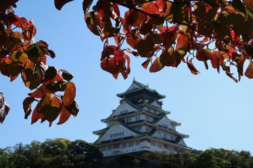 紅葉 大阪城 桜紅葉 秋 晩秋 紅葉 大阪城 桜紅葉 秋 晩秋 紅葉,大阪城,桜紅葉の写真素材