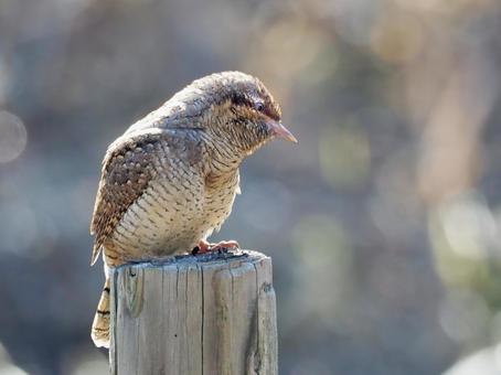 杭の上のアリスイ アリスイ,野鳥,鳥の写真素材