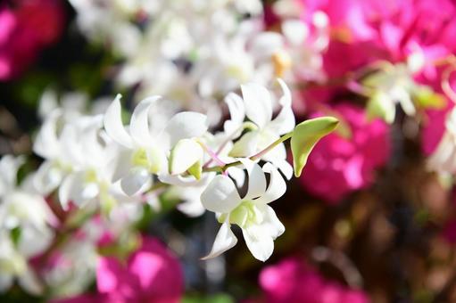 白い蘭の花の写真