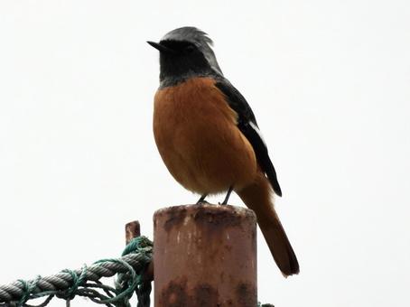 ポールの上に立つジョウビタキの写真