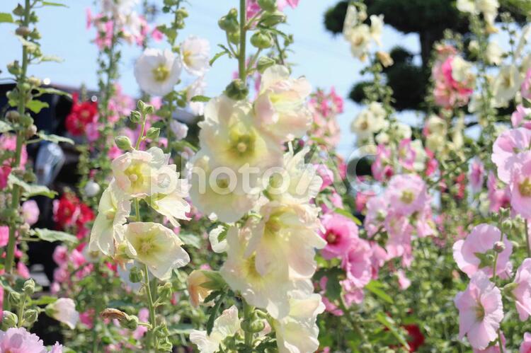 白いタチアオイ タチアオイ,白い花,ピンクの花の写真素材