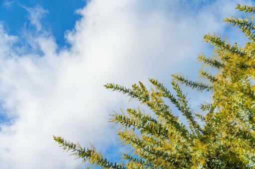 Mimosa buds shining against the blue sky, JPG Mimosa buds shining against the blue sky, JPG