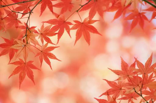紅葉の秋もみじ 紅葉の秋もみじ 紅葉,秋,もみじの写真素材