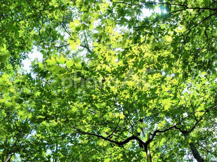 新緑03 新緑,初夏,森林浴の写真素材