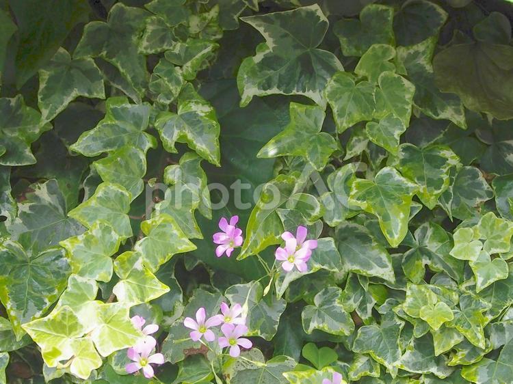 アイビーと小さな花 テクスチャ,背景,観葉植物の写真素材