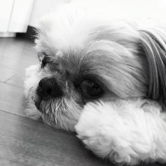 モノクロームな愛犬 モノクロームな愛犬の写真