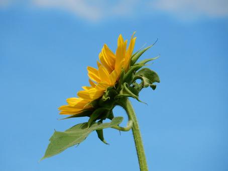 [Flower Photo] Sunflower, JPG