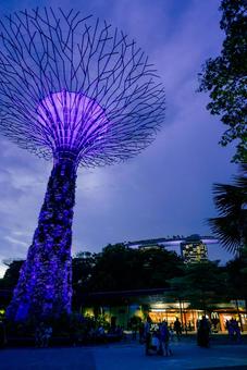 【シンガポール】スーパーツリー ガーデンズバイザベイ,ガーデン,シンガポールの写真素材
