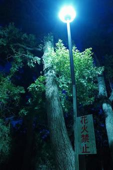 松戸市、夜の大谷口歴史公園、花火禁止 松戸市、夜の大谷口歴史公園、花火禁止 夜,公園,暗いの写真素材