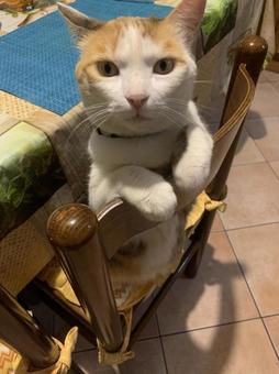 猫との暮らし 猫との暮らしの写真