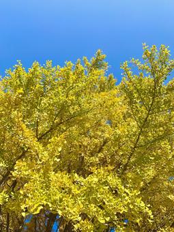 青空と色づいたイチョウ1 青空と色づいたイチョウ1の写真