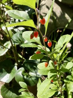 クコの実（ゴジベリー) クコの実,ゴジベリー,スーパーフードの写真素材