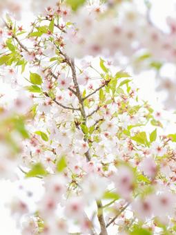 cherry blossoms, JPG