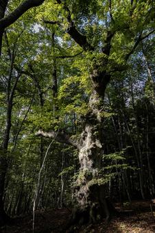 白神山地の巨木 こまいぬシナノキ 白神山地の巨木 こまいぬシナノキ 白神山地,藤里駒ヶ岳,こまいぬシナノキの写真素材