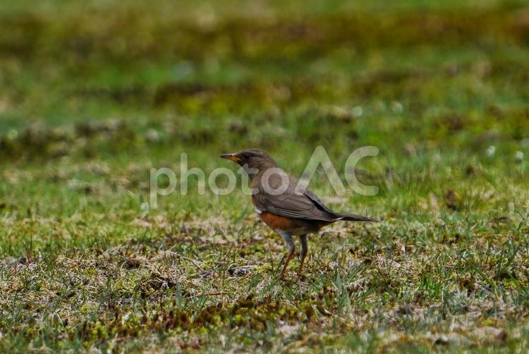 地面に降りて餌を探すアカハラ アカハラ,ヒタキ科,夏鳥の写真素材