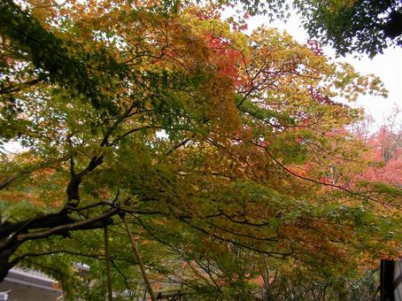 龍安寺　京都 龍安寺,京都,ユネスコの写真素材