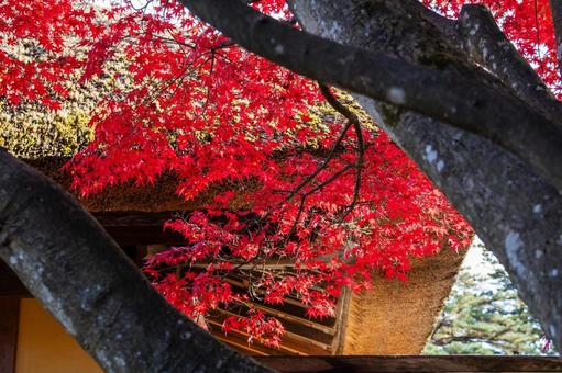 モミジの紅葉⑾ 葉,秋,モミジの写真素材