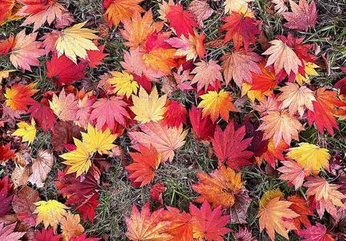 紅葉したもみじの落ち葉 紅葉したもみじの落ち葉 落ち葉,落葉,紅葉の写真素材