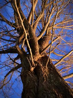 樹木 樹木の写真